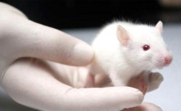 Ученые откажутся от опытов на лабораторных мышах