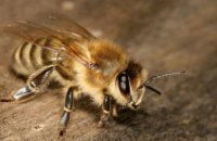 Жителям Днепропетровщины напомнили, что делать при укусе пчелы 