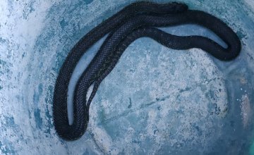 Под Днепром полутораметровая змея заползла в дом (ФОТО)