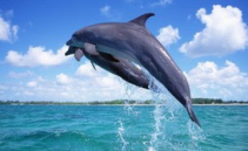Турки заплатят около 1 млн грн за убийство дельфинов в территориальных водах Украины