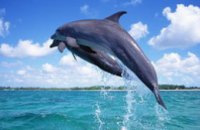 Турки заплатят около 1 млн грн за убийство дельфинов в территориальных водах Украины