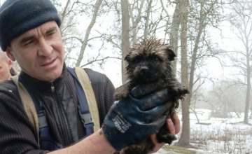 В Днепропетровской области щенок упал в канализационную трубу  