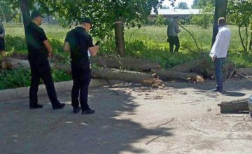 В Черкассах на детей во время экскурсии свалилось дерево