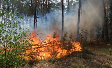 В этом году на Днепропетровщине произошло почти полсотни лесных пожаров