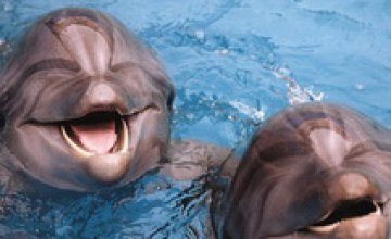 В Украине запретят дельфинарии