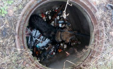 ​В Днепропетровской области собака провалилась в колодец и чуть не захлебнулась водой 