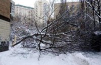 В Киеве под весом снега падают деревья (ФОТО)