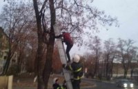 На Днепропетровщине ребенок залез на дерево за кошкой и застрял там вместе с ней (ФОТО)