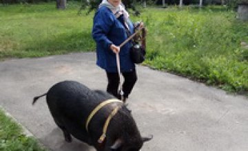 Местная жительница Киева вывела в свет огромную свинью на поводке (ФОТО)