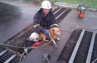 ​В Днепропетровской области спасли собаку, провалившуюся в ливневую систему