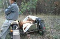 В Харьковской области браконьеры убили оленя