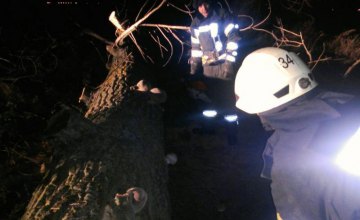 В Киевской области дерево стало причиной трагической гибели женщины