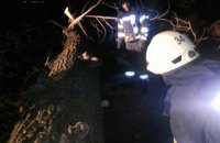 В Киевской области дерево стало причиной трагической гибели женщины