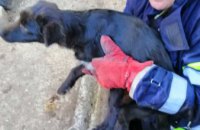 В Верхнеднепровске удалось спасти собаку, которая упала в заброшенный колодец (ФОТО)