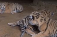 В китайском зоопарке показали новорожденных тигрят (ВИДЕО)