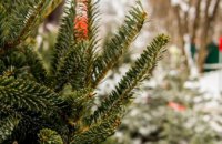 В Днепропетровской области продали уже более 11 тыс. живых елок