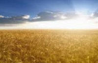 Урожай зерновых культур будет меньше прошлогоднего на 10-12%