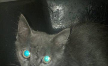 В Киеве спасли котенка застрявшего под капотом автомобиля (ФОТО)