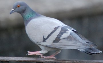 В Каменском голубь застрял в пакете, который висел на столбе 