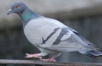В Каменском голубь застрял в пакете, который висел на столбе 