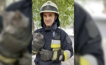В Днепре спасатели помогли коту спуститься с 2-метрового дерева