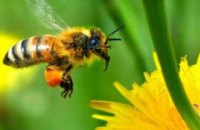 Пчелы способны распознавать человеческие лица, - ученые