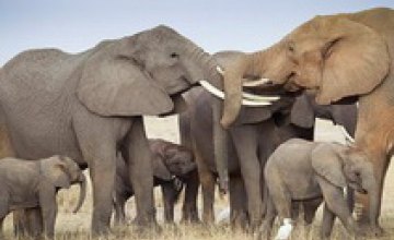 В Малави разъяренные слоны затоптали 7 человек