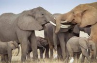 В Малави разъяренные слоны затоптали 7 человек
