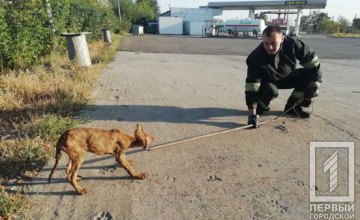 В Кривом Роге спасли собаку, угодившую в глубокую яму