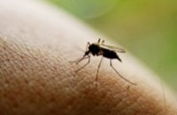 Комары находят жертв по запаху, - ученые