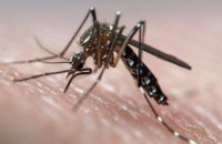 Укус комара може обернутися захворюванням на дирофіляріоз: на Дніпропетровщині вже зареєстровано такий випадок