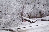 ​В Днепропетровской области на пожилую женщину упало дерево