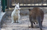 В Одесском зоопарке родился белый кенгуренок-альбинос