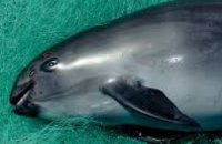 В мире осталось менее 30 уникальных морских млекопитающих - вакит, - WWF