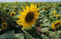 Аграрии Днепропетровской области заканчивают собирать подсолнечник