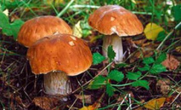 Врачи Днепропетровской области напоминают о риске отравления грибами