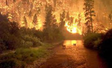 В Днепропетровской области за пол года произошло около 2 тыс пожаров в природных экосистемах