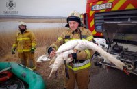 Героїчна операція порятунку: на Дніпропетровщині рятувальники визволили лебедя з крижаної пастки