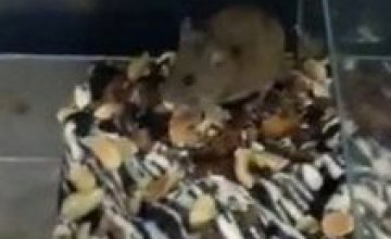В витрине магазина Севастополя мышь поедала торт на глазах у шокированных покупателей