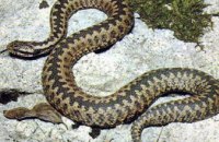 В каких районах Днепра живет больше всего ядовитых змей