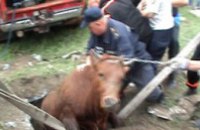 В Кривом Роге сотрудники МЧС спасали корову (ФОТО)