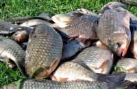 На Дніпропетровщині розпочалися щорічні нерестові обмеження на вилов риби