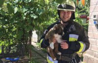 В Днепре спасатели достали щенка из 20-метрового колодца (ФОТО)