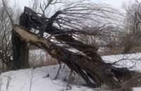 ​В Днепропетровской области вследствие непогоды спасатели ликвидировали 63 аварийных деревьев