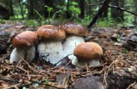 Нашел, пожарил и съел: на Днепропетровщине 9-летний ребенок отравился грибами