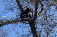 В Каменском спасатели сняли с 17-метрового дерева кота (ФОТО)
