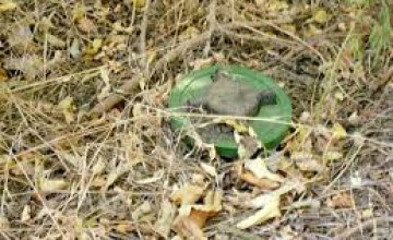 В Днепропетровской области грибники обнаружили арсенал боеприпасов