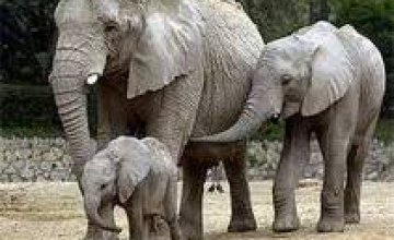 Сегодня отмечается Всемирный день защиты слонов в зоопарках