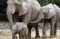 Сегодня отмечается Всемирный день защиты слонов в зоопарках