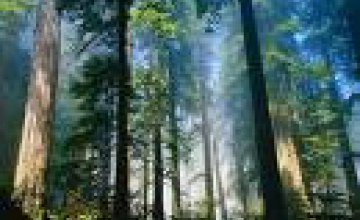 Весной в Днепропетровской области высадят 850 га леса